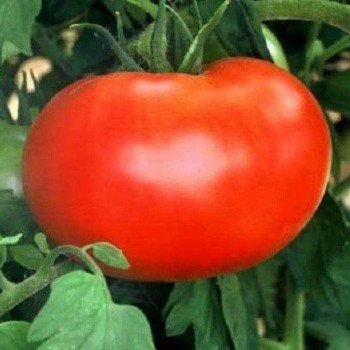 1606 F1 насіння помідора індетермінантного (Lark Seeds)