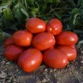 1892 F1 семена помидора детерминантного (Lark Seeds)