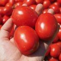 1892 F1 семена помидора детерминантного (Lark Seeds)