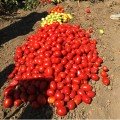1892 F1 семена помидора детерминантного (Lark Seeds)