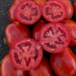 9985 F1 семена томата дететерминантного (Lark Seeds)