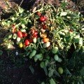 9985 F1 насіння томату дететермінантного (Lark Seeds)