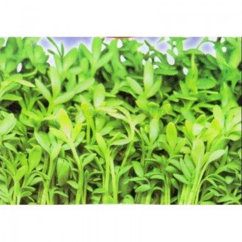 Афродіта насіння крес-салату (GL Seeds)