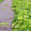 Агроволокно чорне для мульчування (щільність 80г/м2) (Agreen)