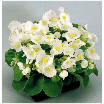 Акира белая (Akira White) семена межвидовой бегонии (Kitano Seeds)
