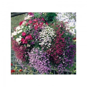 Аквамарин Mix насіння лобелії ампельної (Kitano Seeds)