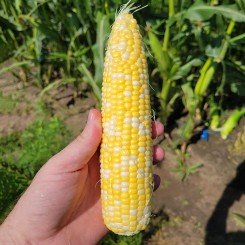 Акведук F1 семена кукурузы суперсладкой Sh2 биколор (Lark Seeds)