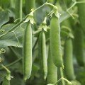 Амалфи семян гороха (Syngenta)