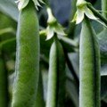 Амалфі насіння гороху (Syngenta)
