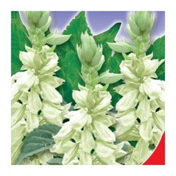 Амбассадор белый (white) семян сальвии (GL Seeds)