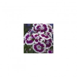 Аміко Purple Picotee насіння гвоздики (Kitano Seeds)