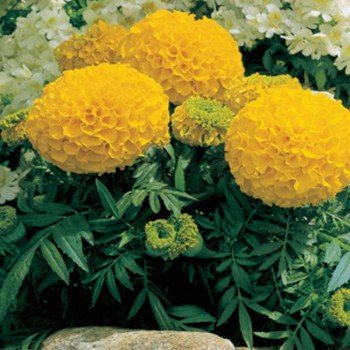 Антигуа F1 золотисті насіння чорнобривців (Syngenta)