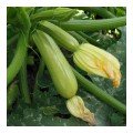 Ардендо 174 F1 Organic семена кабачка (Enza Zaden/Vitalis)