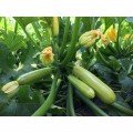 Ардендо 174 F1 Organic семена кабачка (Enza Zaden/Vitalis)