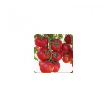 Ариена F1 (CRX 75251 F1) семена помидора индетерминантного (Cora Seeds)