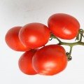 Аріозо F1 насіння помідора детермінантного (Lucky Seed)