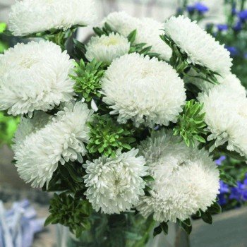 Сірінга біла (White) насіння айстри хризантемоподібної (Satimex)