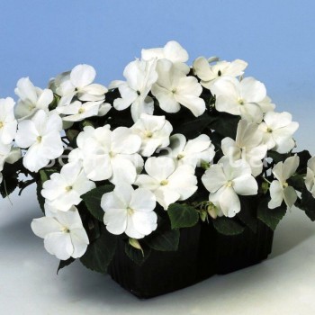 Баланс F1 білий (white) насіння бальзаміну (Hem Genetics)