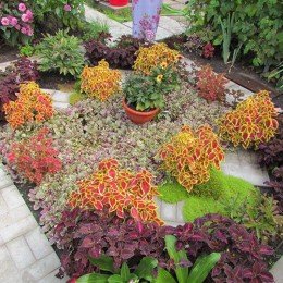 Бамбіно Корл/Грін насіння колеуса (Kitano Seeds)