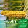 Дейнеріс F1 (Барселона F1) насіння кукурудзи суперсолодкої Sh2 (Мнагор)