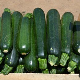 Базальт F1 семян цуккини (Lark Seeds)
