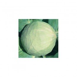 Білосніжка насіння капусти білокачанної (Hortus)