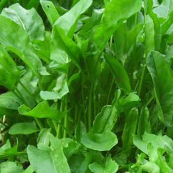 Бельвитос семян щавеля (Soto Seeds)