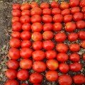Бостон F1 насіння помідора детермінантного (LibraSeeds)