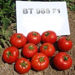 БТ 986 F1 (BT 986 F1) семена детерминантного томата (BT Tohum)