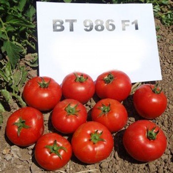 БТ 986 F1 (BT 986 F1) насіння детермінантного томату (BT Tohum)