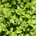 Б'юті (5 врожаїв) набір насіння мікрозеленого (Agrocity)