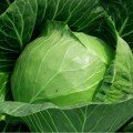 Чамп F1 насіння капусти білокачанної (Seminis)