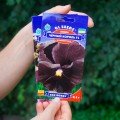 Чорний король F1 насіння віоли (GL Seeds)