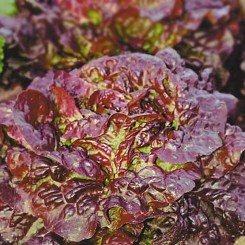 Четыре сезона семян салата тип Маслянистый (Hortus)