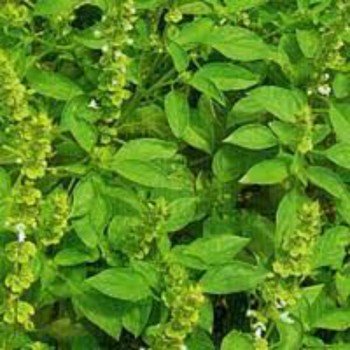 Прекрасна зелень насіння базиліка (GL Seeds) Прекрасна зелень насіння базиліка (GL Seeds)