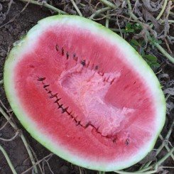 Дата F1 семян арбуза (Lark Seeds)