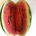 Дата F1 насіння кавуна (Lark Seeds)