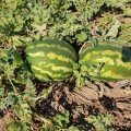Дата F1 насіння кавуна (Lark Seeds)