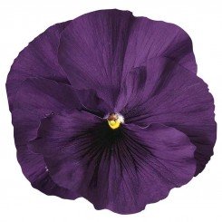 Дельта F1 фиолетовая (Purple) семена виолы (Syngenta)