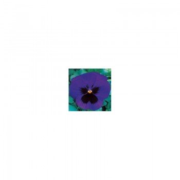 Династия Blue Blotch семян фиалки (Kitano Seeds)