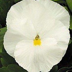 Династия Pure White семена фиалки (Kitano Seeds)