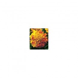 Долорес Orange / Red семена бархатцев триплоидных (Kitano Seeds)