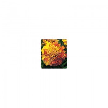 Долорес Orange / Red семена бархатцев триплоидных (Kitano Seeds)