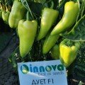 Дует F1 насіння перцю (ZKI)