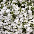 Палац білий (white) насіння лобелії (Benary)