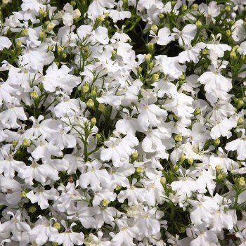 Палац білий (white) насіння лобелії (Benary)
