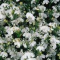Палац білий (white) насіння лобелії (Benary)