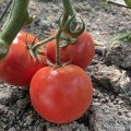 Ф155 F1 (F155 F1) насіння помідора індетермінантного (Lark Seeds)