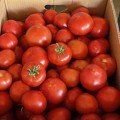 Ф155 F1 (F155 F1) насіння помідора індетермінантного (Lark Seeds)