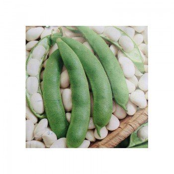 Файный Ясь семена фасоли овощной (GL Seeds)